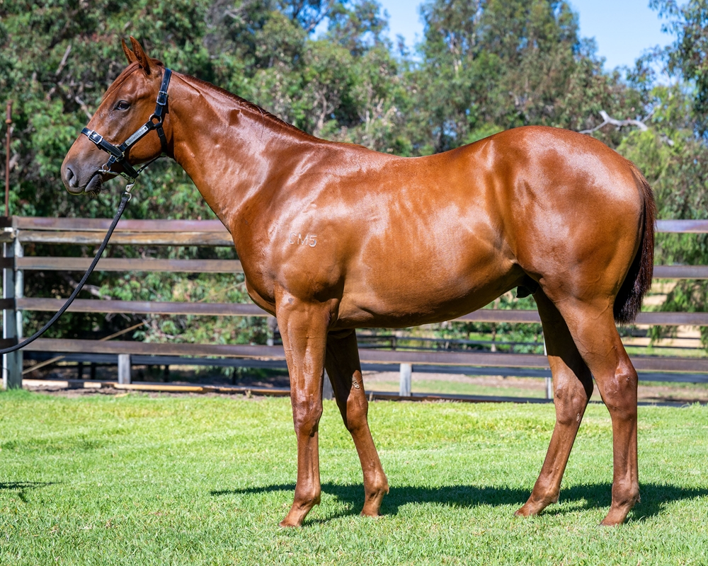 Splintex (AUS) / Rosslago (AUS) 2024 Colt - Image 1