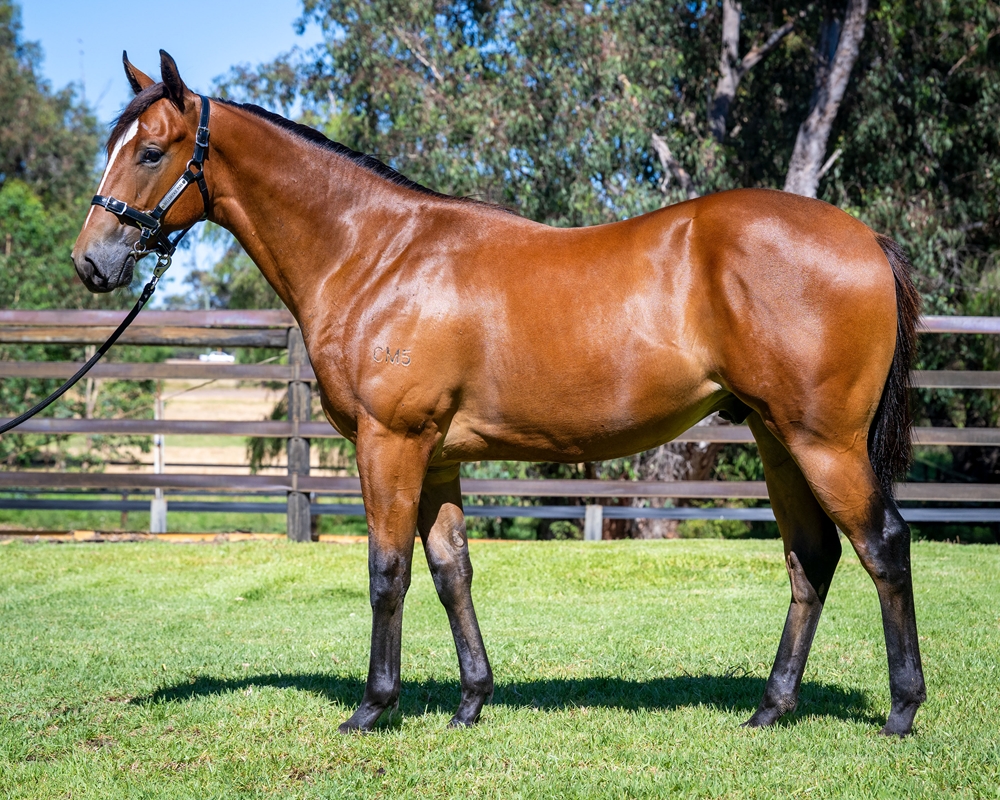 Splintex (AUS) / Sally Can Wait (AUS) 2024 Colt - Image 1