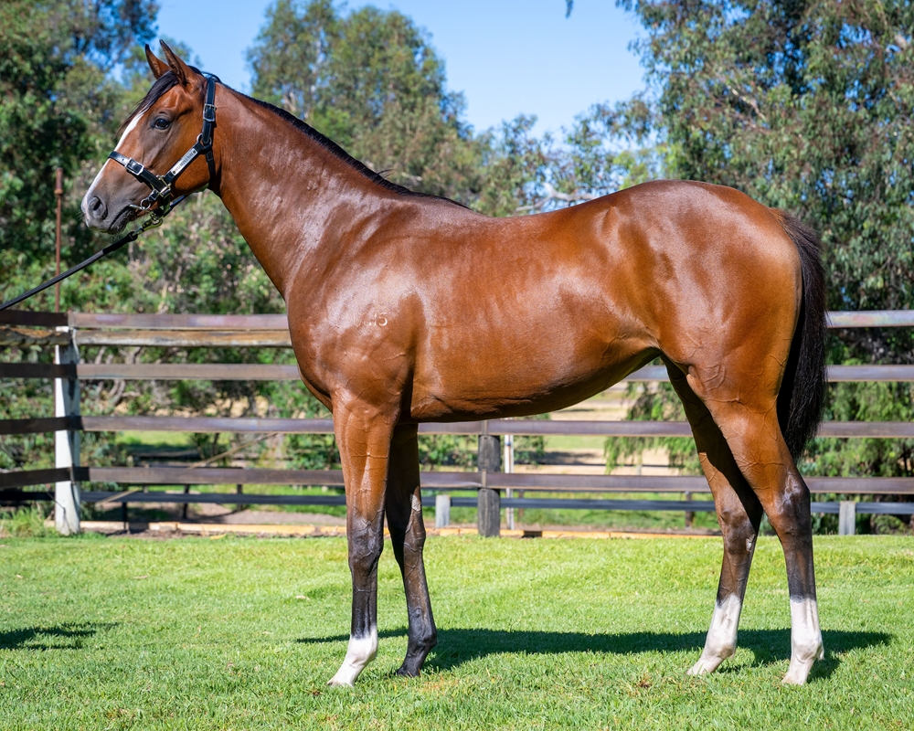 Aysar (AUS) / Chatter Session (AUS) 2024 Filly - Image 1