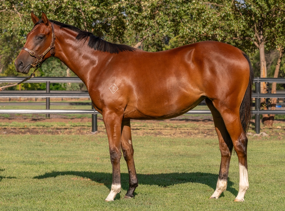Nicconi (AUS) / Persian Princess (AUS) 2024 Filly - Image 1