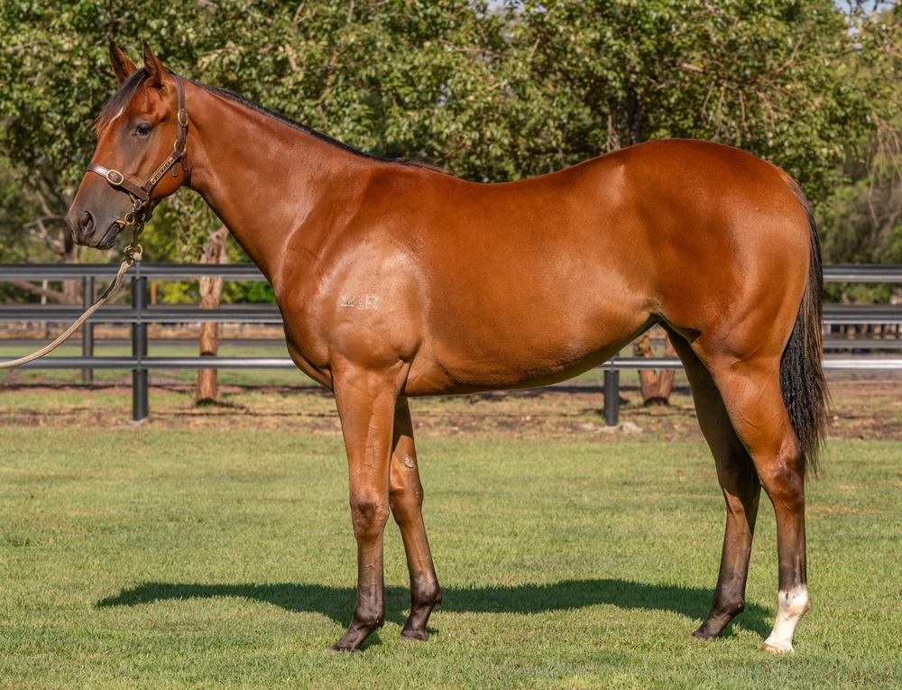 Aysar (AUS) / Lady of War (AUS) 2024 Filly - Image 1
