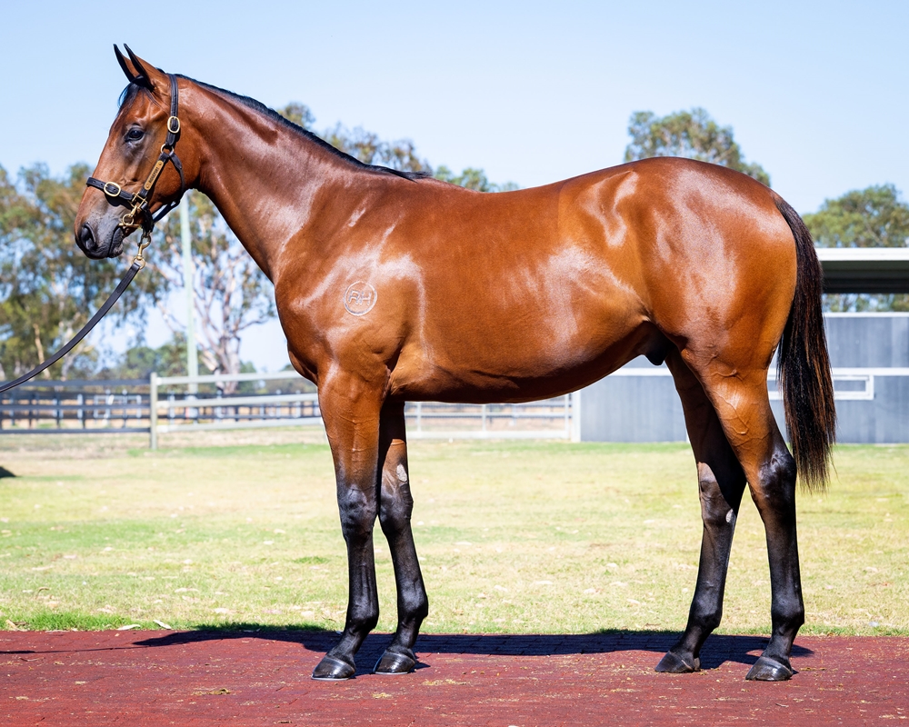 Playing God (AUS) / Iamhere (AUS) 2024 Colt - Image 1