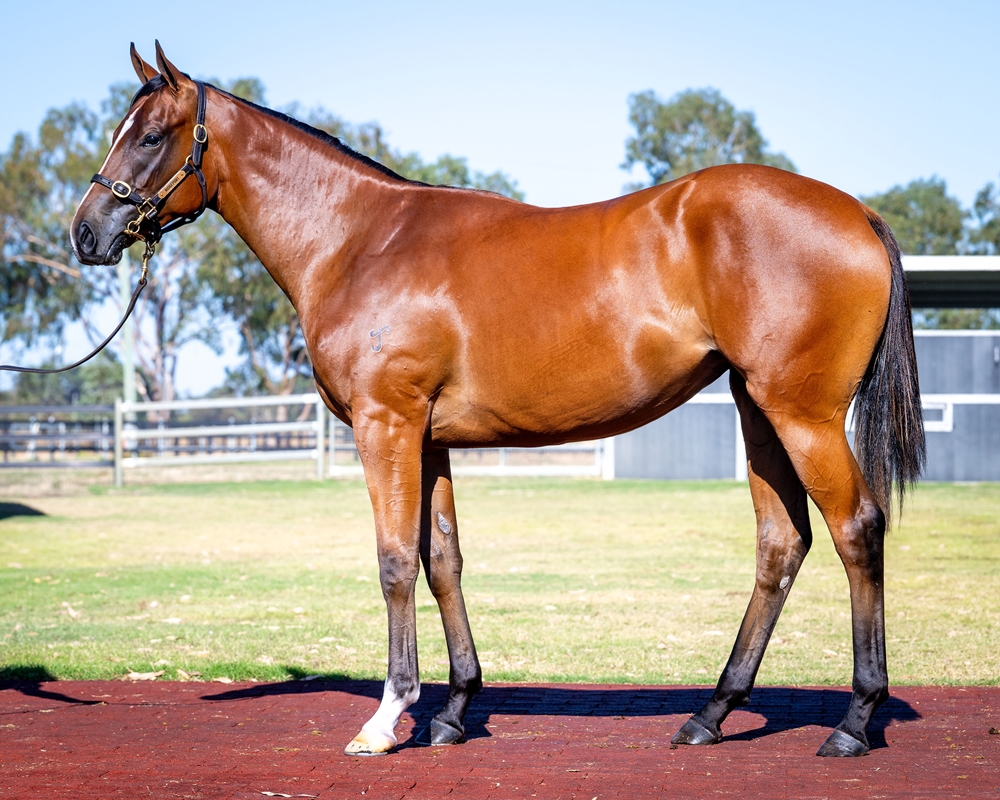 Zoustar (AUS) / Lubiton (AUS) 2024 Filly - Image 1