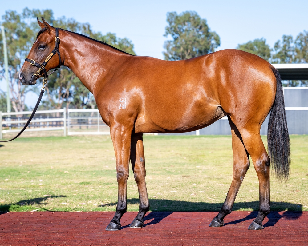 Ole Kirk (AUS) / Pink Petals (NZ) 2024 Filly - Image 1