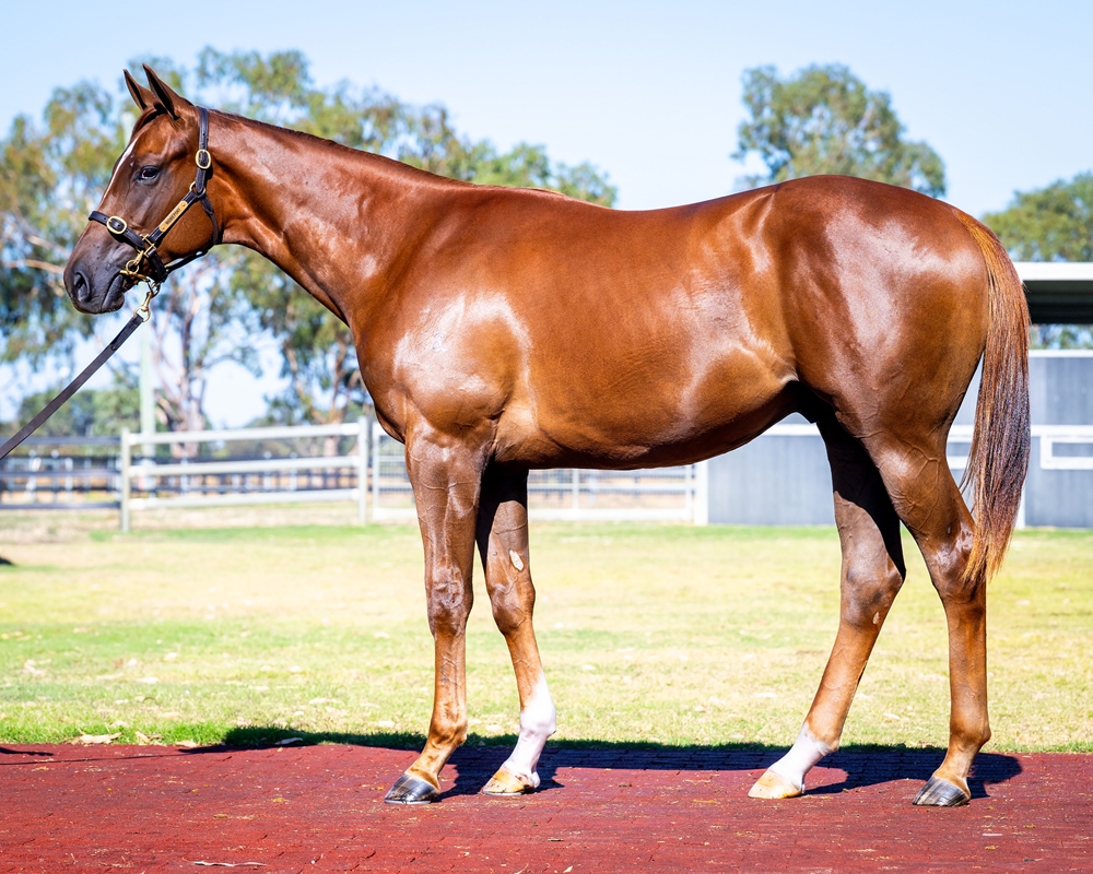 Toronado (IRE) / Queen of the World (GB) 2024 Colt - Image 1