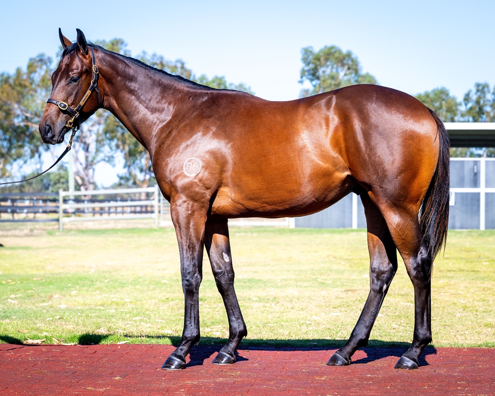 Sessions (AUS) / Sound of Thunder (AUS) 2024 Colt - Image 1