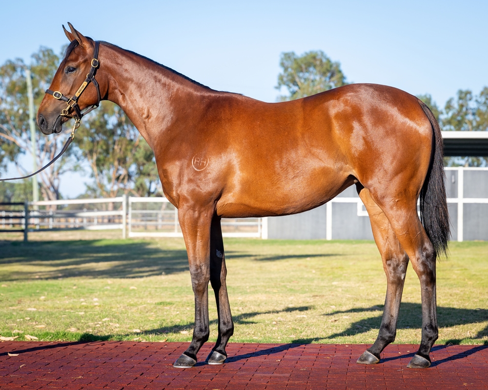Rommel (AUS) / Tremezzina (AUS) 2024 Filly - Image 1