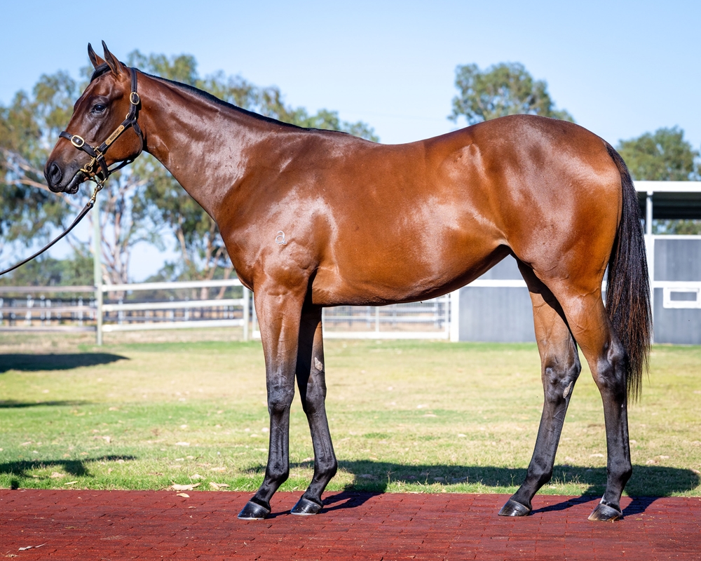 Hellbent (AUS) / Aitchdeetee (AUS) 2024 Filly - Image 1