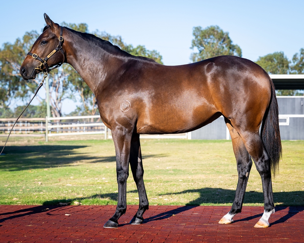 Lightsaber (AUS) / All Cooped Up (AUS) 2024 Filly - Image 1