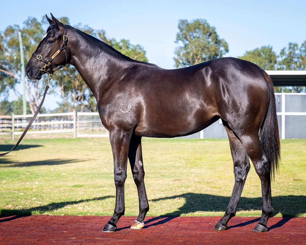 Rommel (AUS) / Chantorque (AUS) 2024 Filly - Image 1
