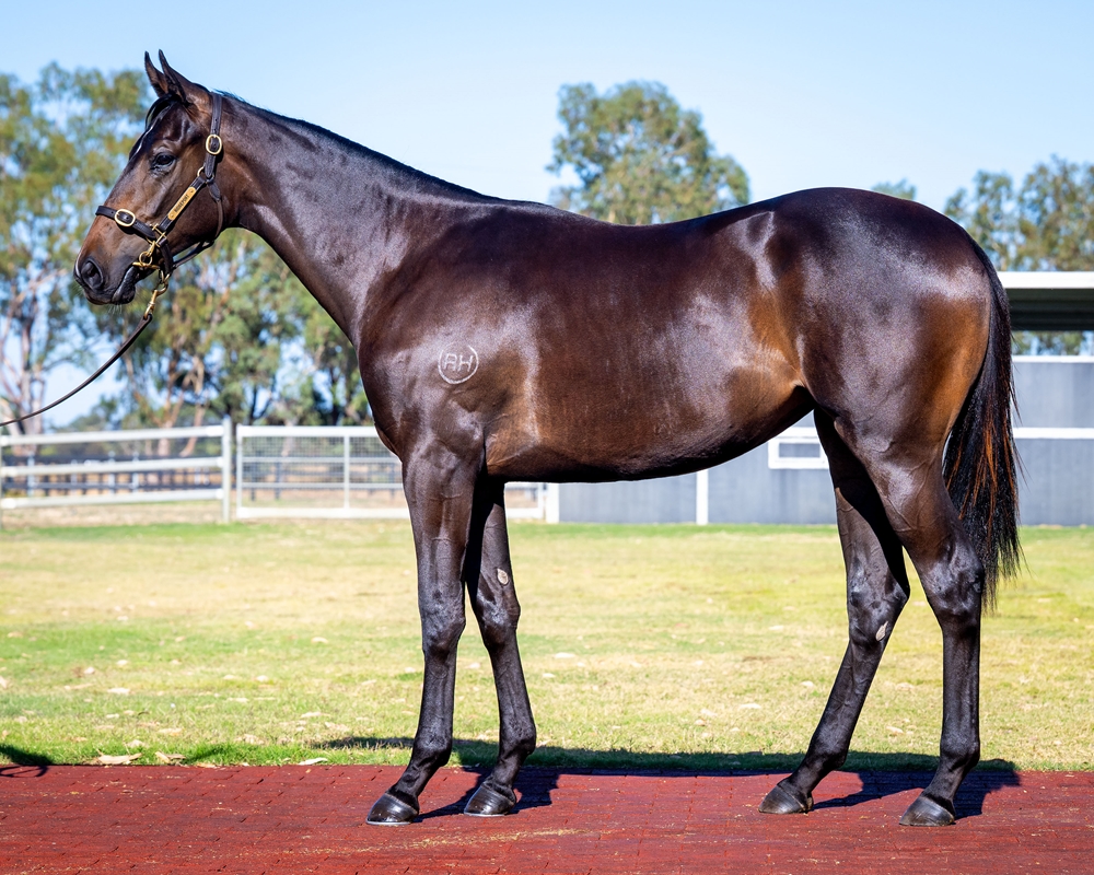 Playing God (AUS) / Death Knock (AUS) 2024 Filly - Image 1