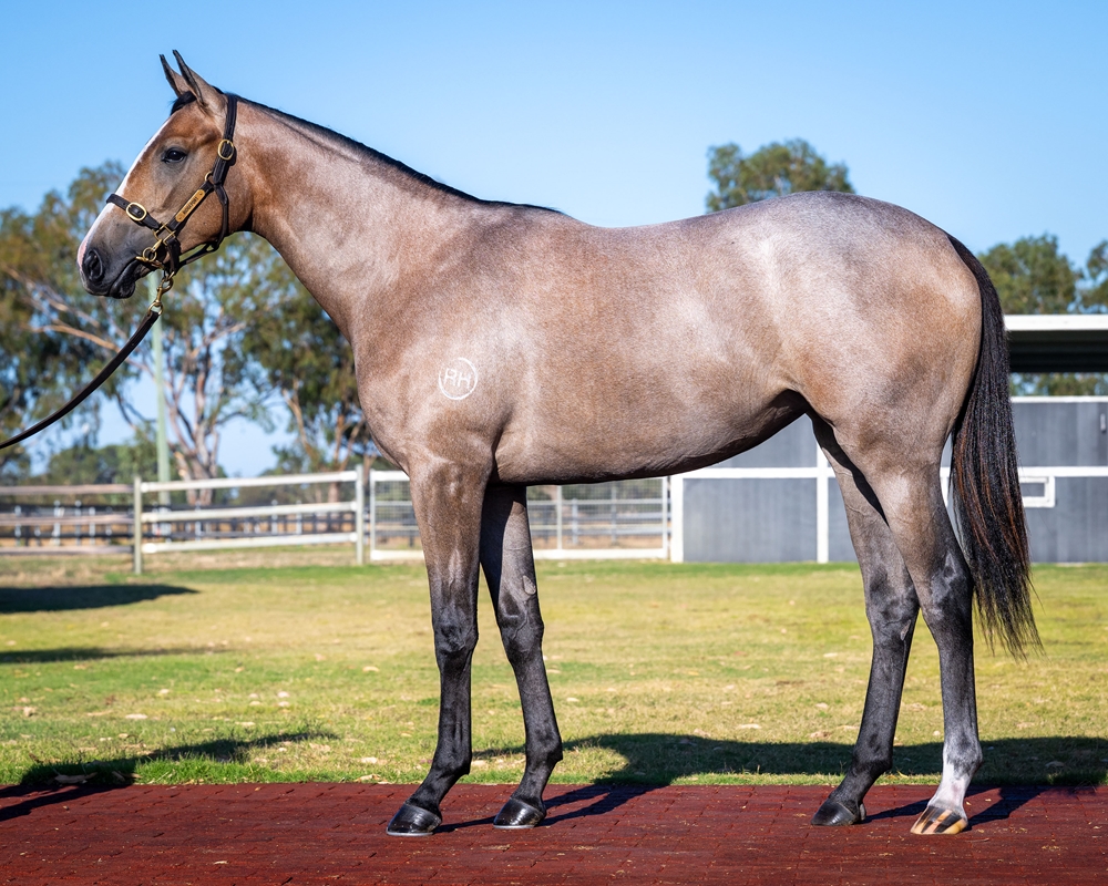 Playing God (AUS) / Express Time (AUS) 2024 Filly - Image 1