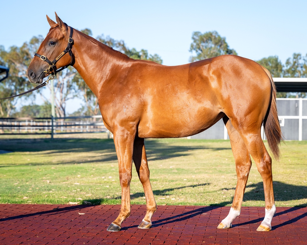 Star Turn (AUS) / Lady Ell (AUS) 2024 Filly - Image 1