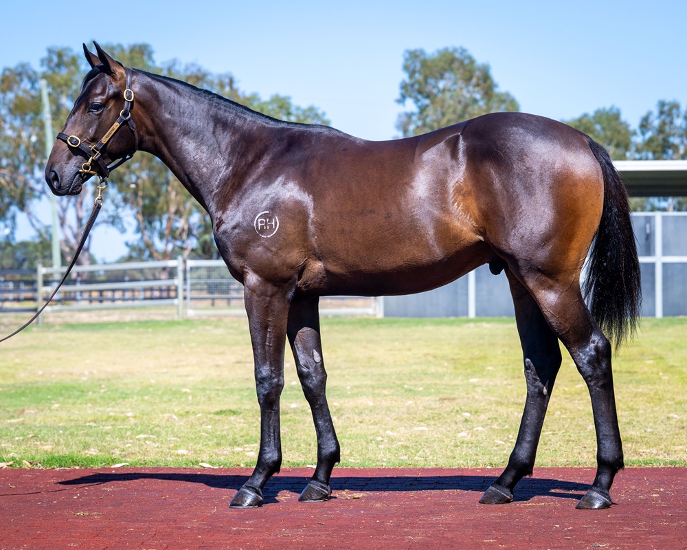 Rommel (AUS) / Piccola Signora (AUS) 2024 Colt - Image 1