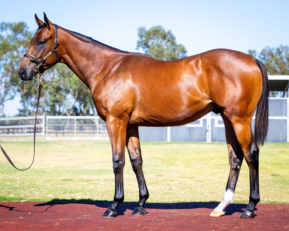 Lightsaber (AUS) / Rommel's War (AUS) 2024 Colt - Image 1