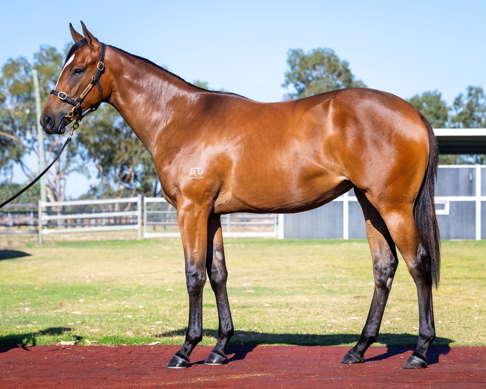 Bondi (AUS) / Weona Lady (AUS) 2024 Filly - Image 1