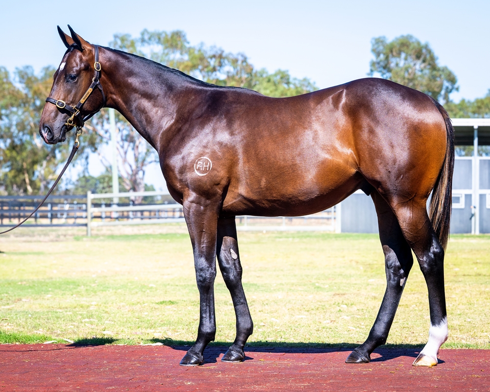 Lightsaber (AUS) / From Fromm (AUS) 2024 Colt - Image 1