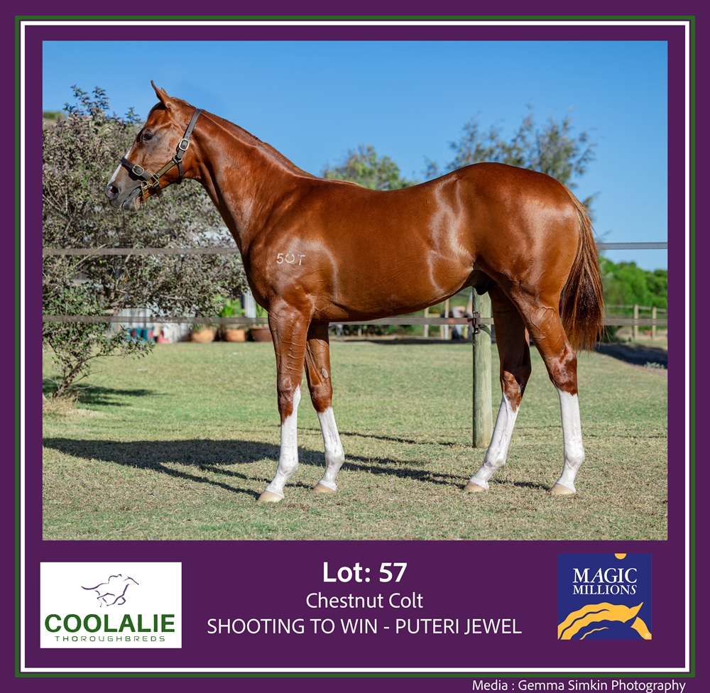 Shooting to Win (AUS) / Puteri Jewel (AUS) 2024 Colt - Image 1