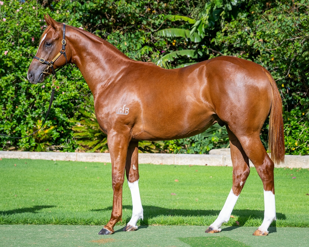 Lightsaber (AUS) / Indigo Blue (AUS) 2024 Colt - Image 1