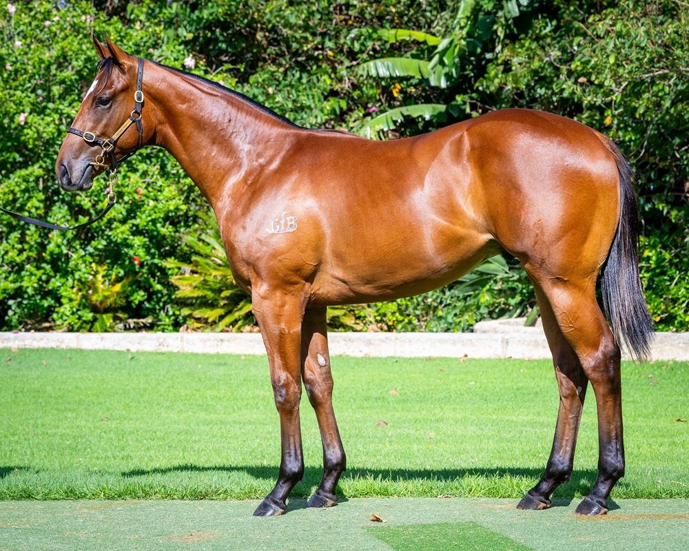 Pierata (AUS) / Rocksan (AUS) 2024 Colt - Image 1