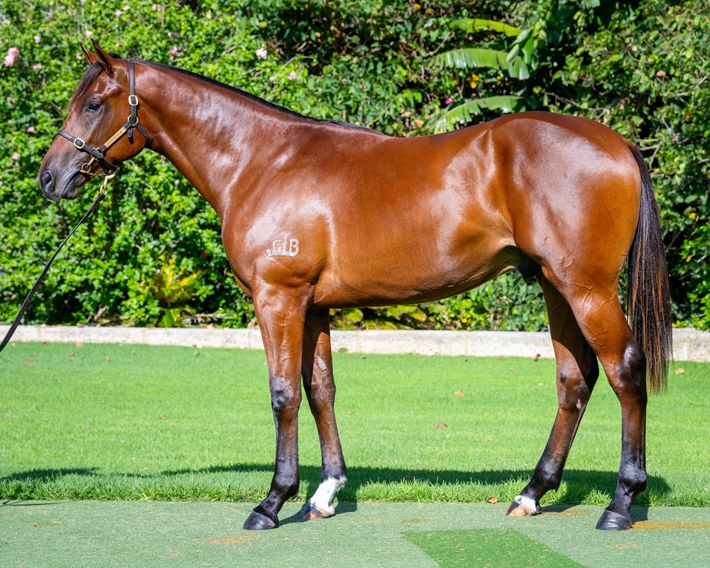 St Mark's Basilica (FR) / Smart Fascinator (AUS) 2024 Colt - Image 1