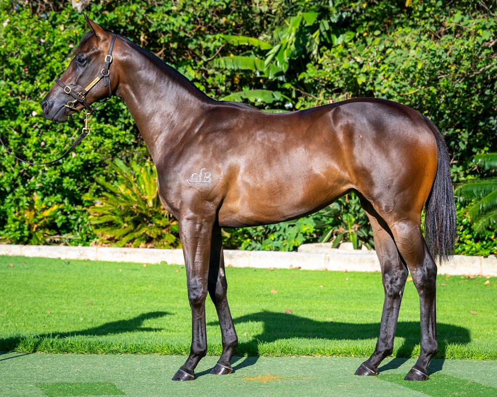 Awesome Rock (AUS) / Zoushine (AUS) 2024 Filly - Image 1