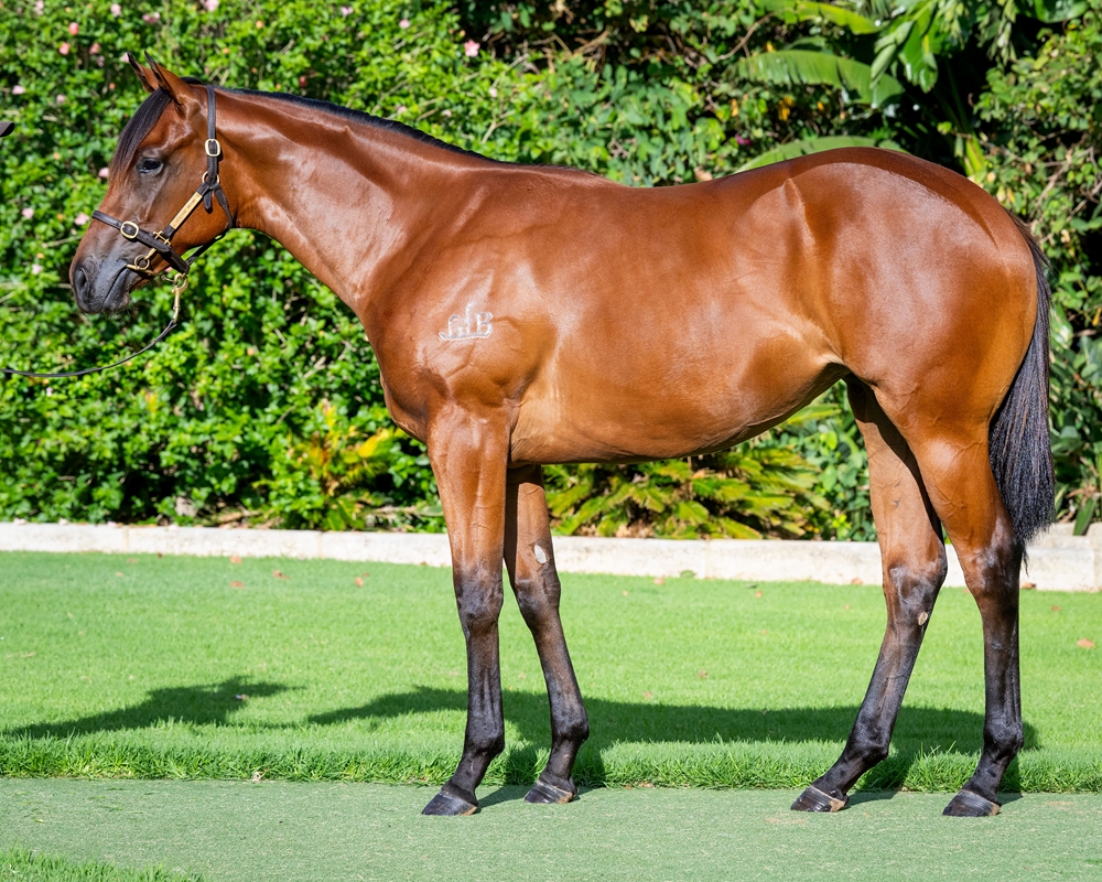 Awesome Rock (AUS) / Baleen in Me (AUS) 2024 Filly - Image 1