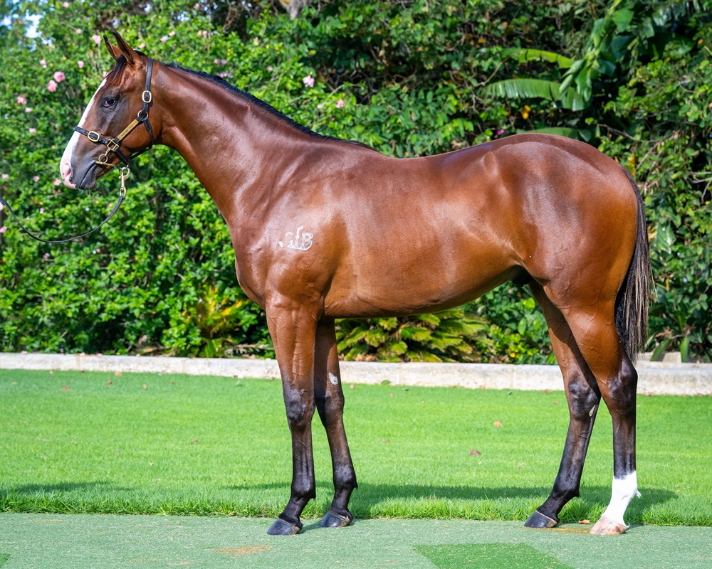 Aysar (AUS) / Eye of the Day (AUS) 2024 Colt - Image 1