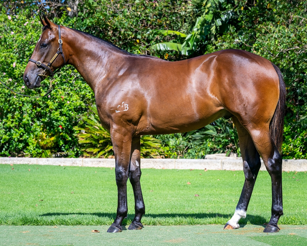 Lightsaber (AUS) / Maschino Miss (AUS) 2024 Colt - Image 1