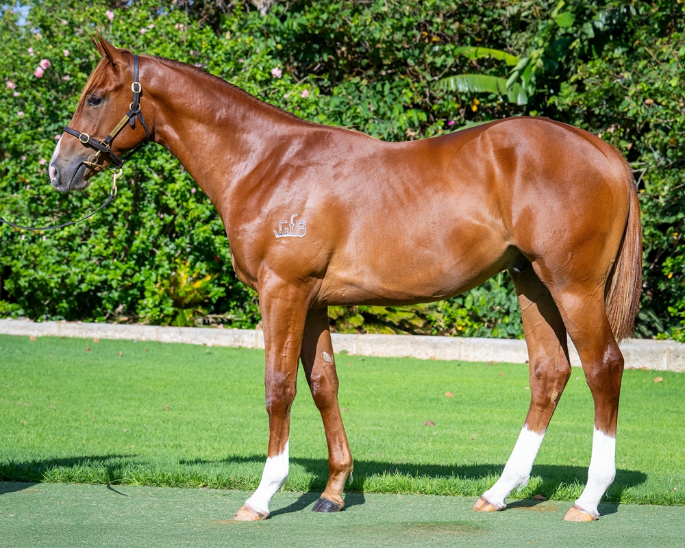 Marine One (AUS) / Prue (AUS) 2024 Colt - Image 1