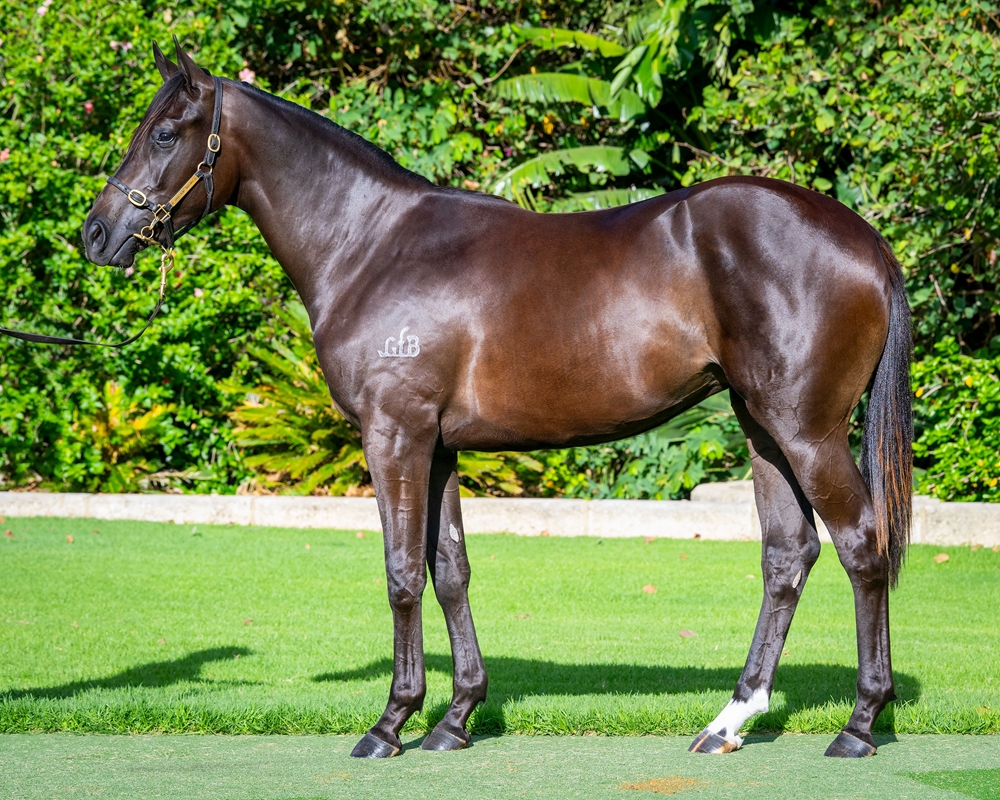 Awesome Rock (AUS) / Rare Case (NZ) 2024 Filly - Image 1