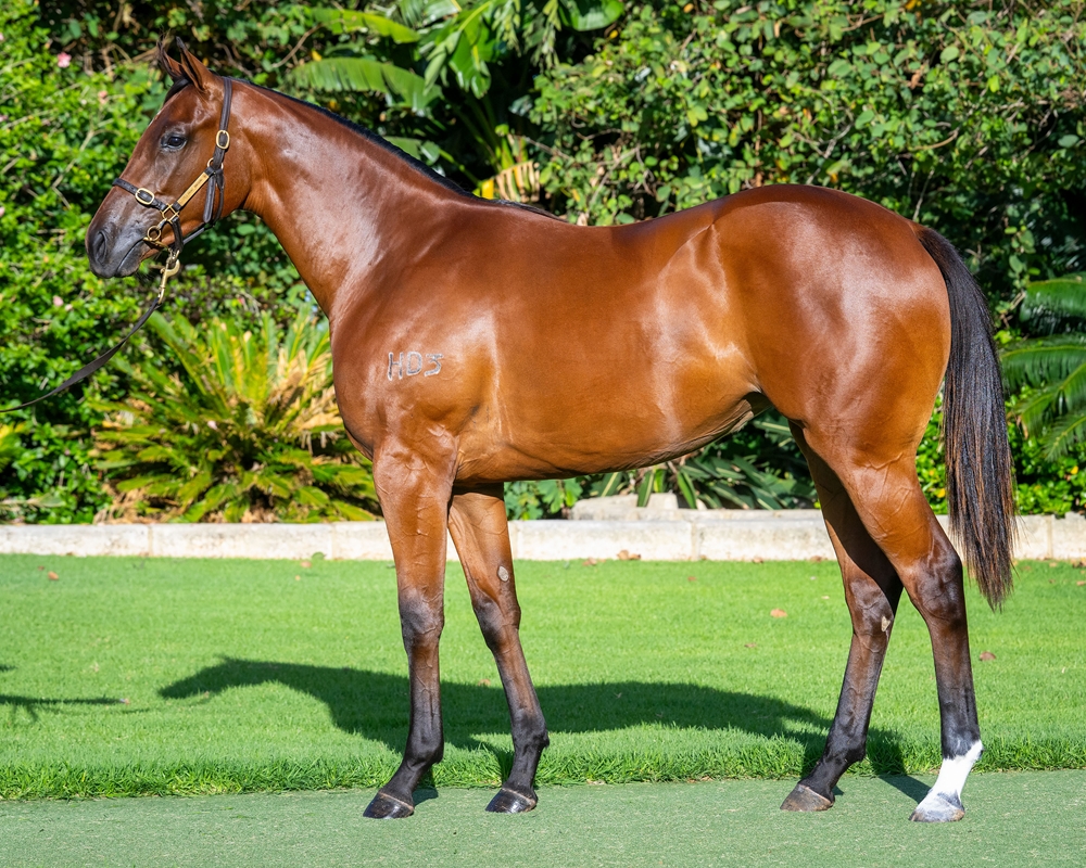 Awesome Rock (AUS) / She Juggles (AUS) 2024 Filly - Image 1