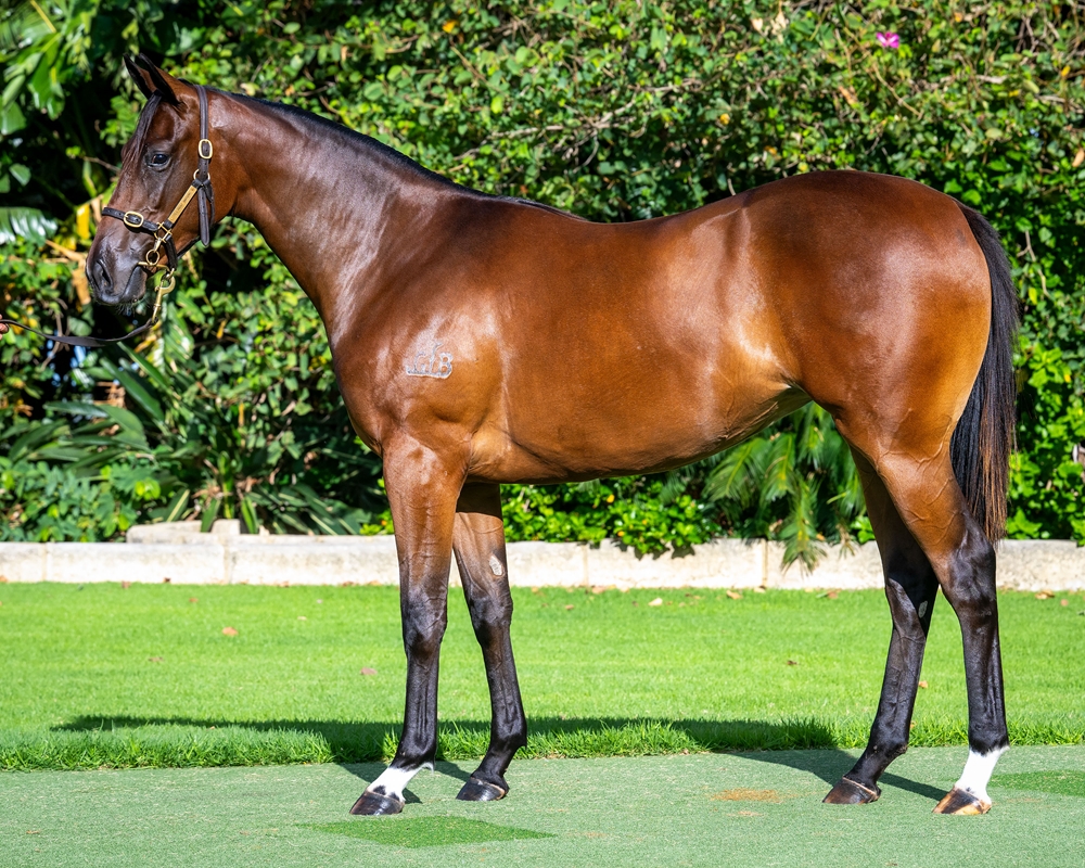 Awesome Rock (AUS) / Wattagoodthing (AUS) 2024 Filly - Image 1