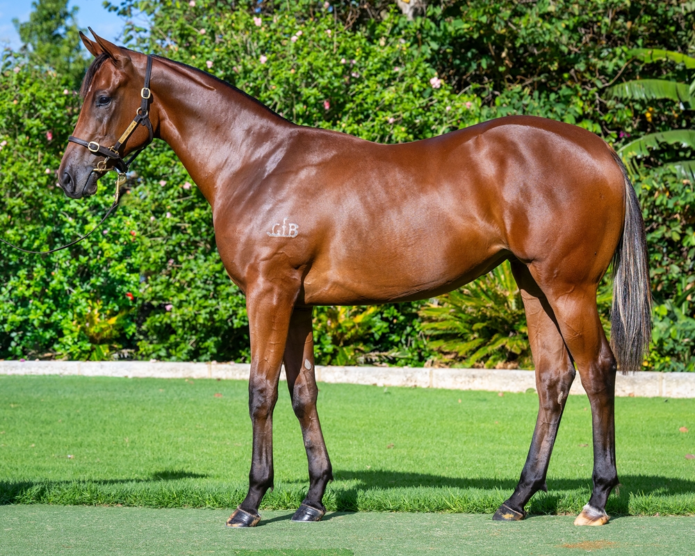 Lightsaber (AUS) / Cosmic Ballet (AUS) 2024 Filly - Image 1