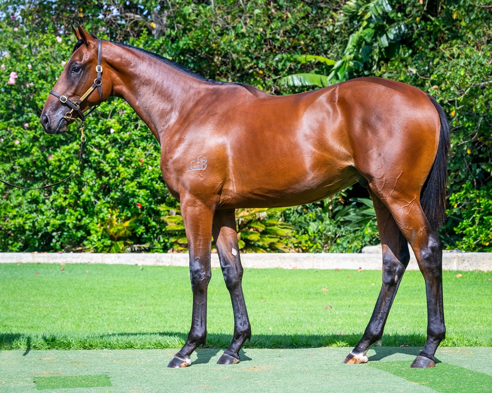 Maschino (AUS) / Double the Magic (AUS) 2024 Colt - Image 1