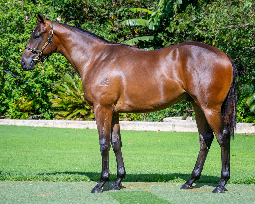 Splintex (AUS) / For Your Eyes Only (AUS) 2024 Colt - Image 1