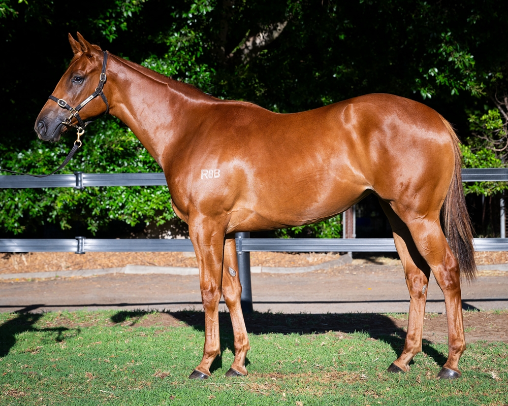 Written By (AUS) / Heaven (AUS) 2024 Filly - Image 1