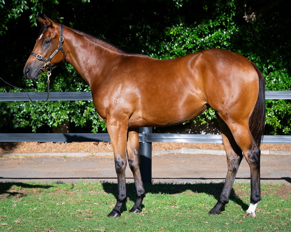 Lightsaber (AUS) / Victory Shot (AUS) 2024 Filly - Image 1