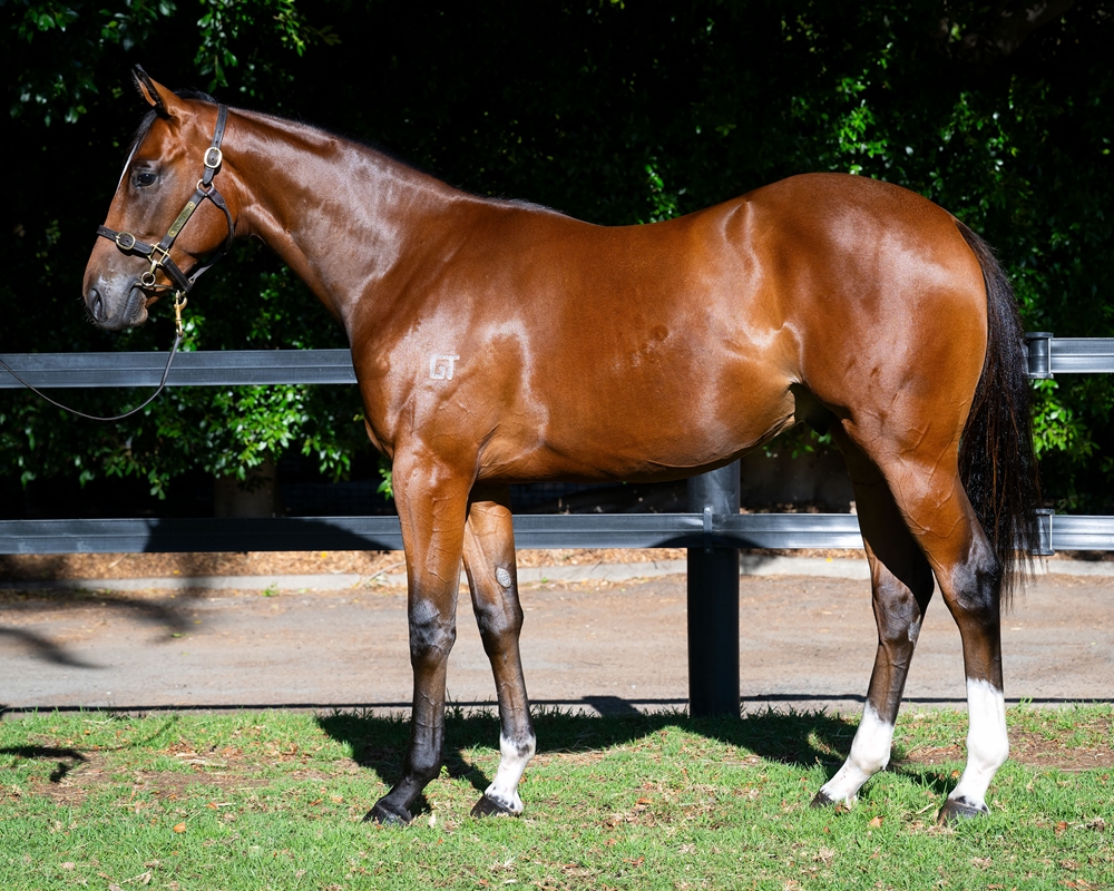 Home Affairs (AUS) / Damodice (AUS) 2024 Colt - Image 1