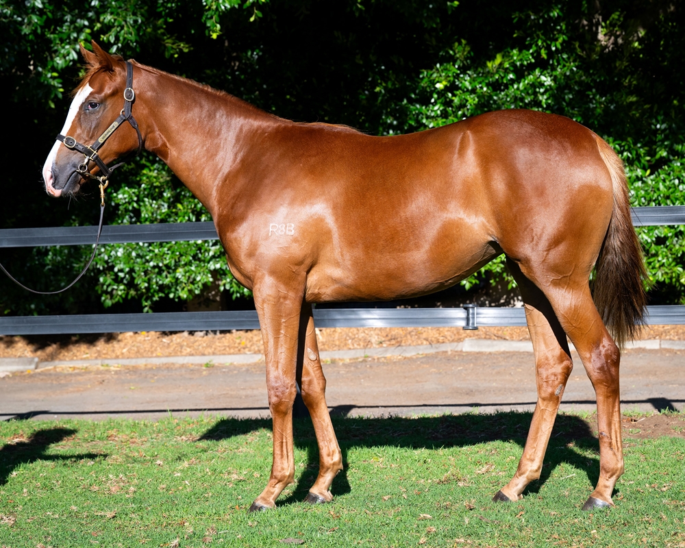 Gingerbread Man (AUS) / Whistling Zel (AUS) 2024 Filly - Image 1
