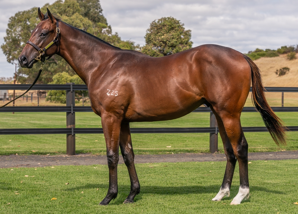 Nicconi (AUS) / Caerhelan (AUS) 2024 Colt - Image 1