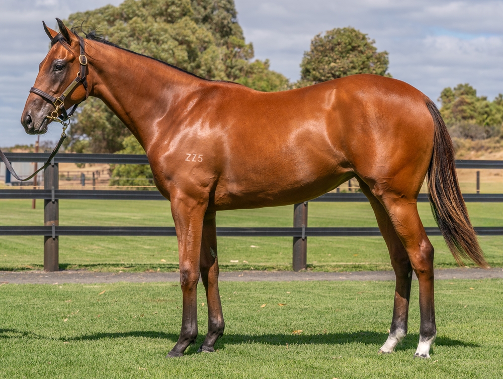 Profiteer (AUS) / Kween (AUS) 2024 Filly - Image 1