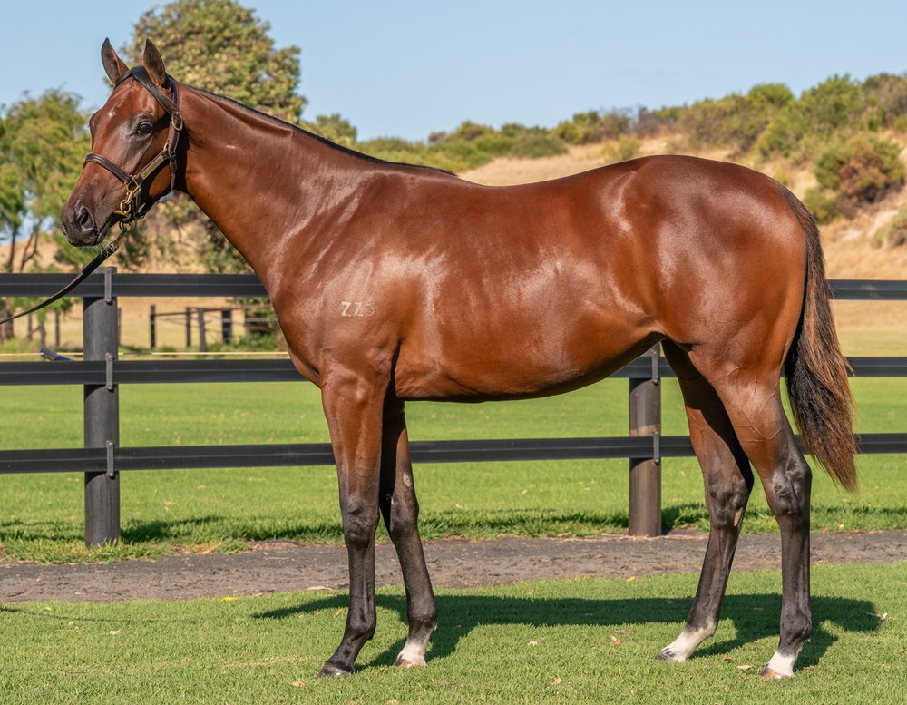 Nicconi (AUS) / Sucker Punch (AUS) 2024 Filly - Image 1