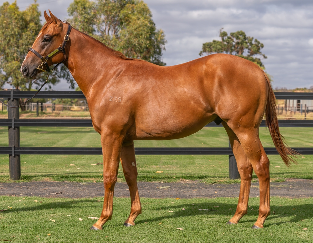 Hanseatic (AUS) / Golden Snitch (AUS) 2024 Colt - Image 1