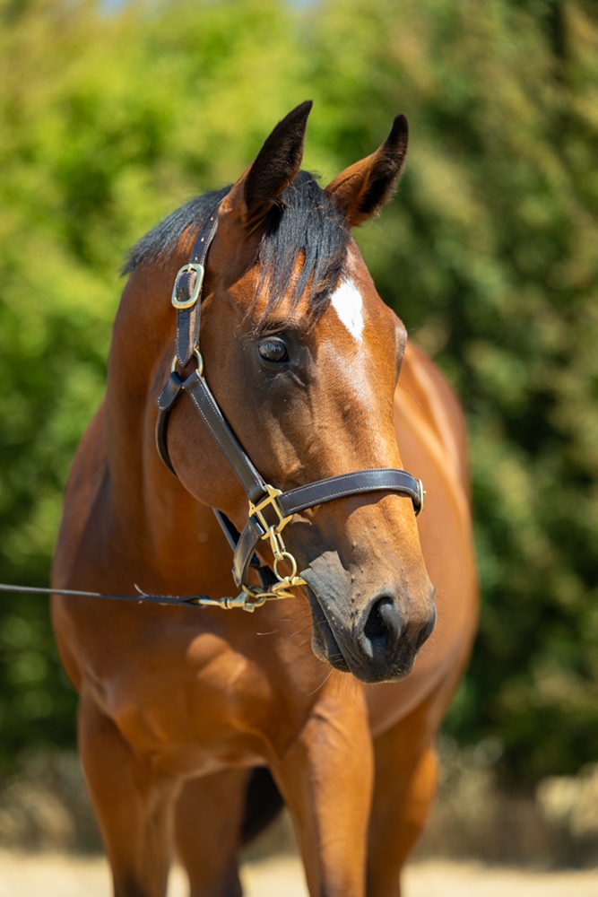 Vancouver (AUS) / Delirium (AUS) 2024 Colt - Image 2