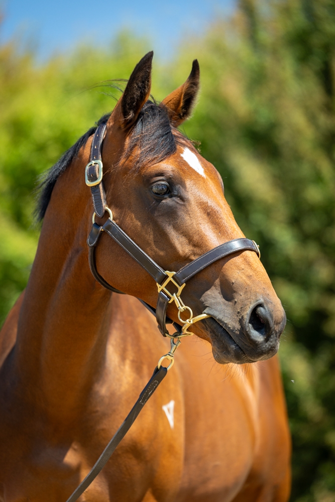 Vancouver (AUS) / Delirium (AUS) 2024 Colt - Image 3