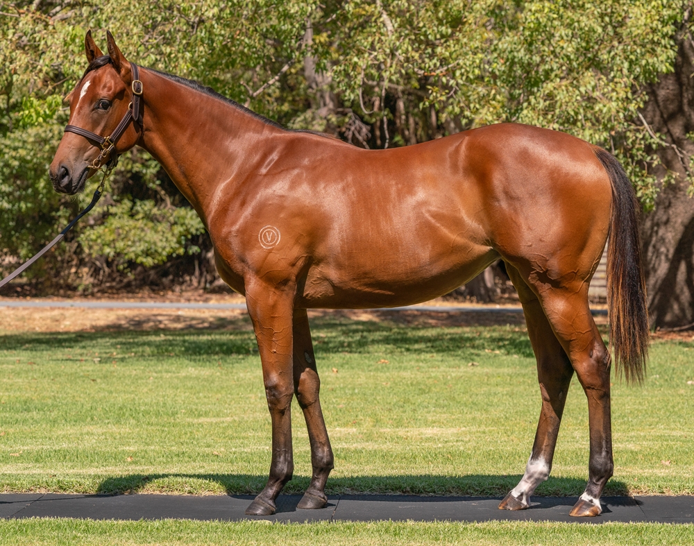 Barbaric (AUS) / Invigorating (AUS) 2024 Filly - Image 1