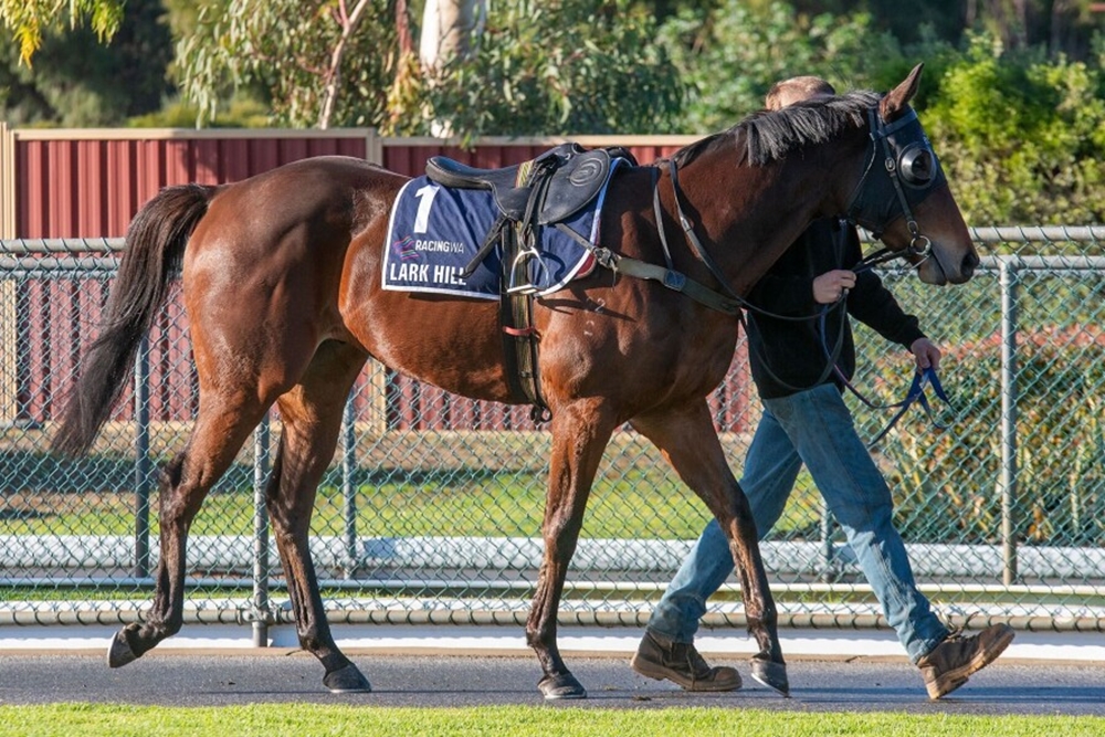 Awarded Glory (AUS) - Image 4