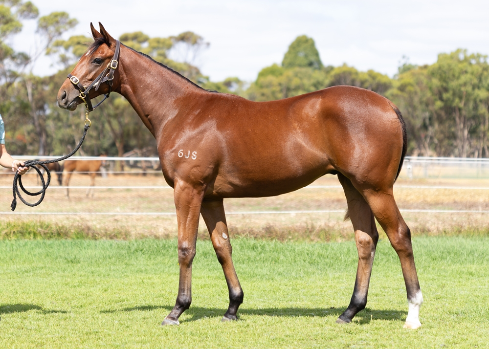 Aysar (AUS) / Sweet Gold (GER) 2024 G - Image 1