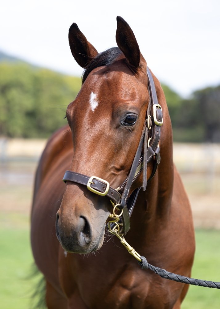 Aysar (AUS) / Sweet Gold (GER) 2024 G - Image 2